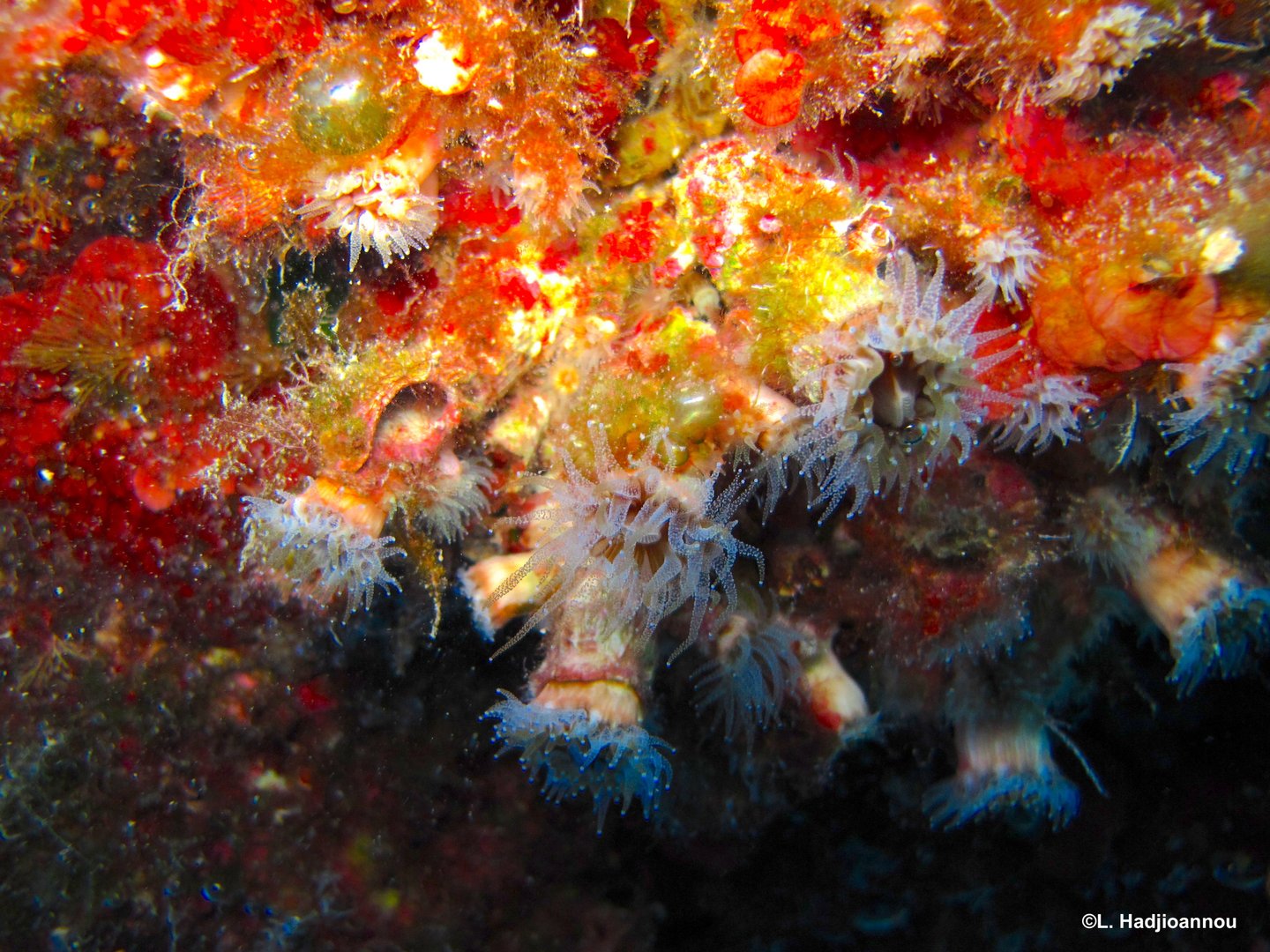 image Cyprus’ coral reefs under threat