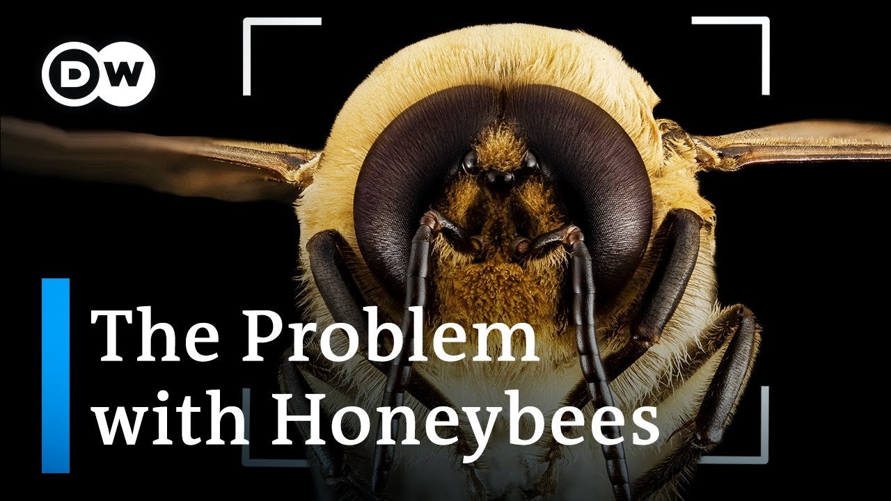image What we&#8217;re getting wrong about the threat to bees