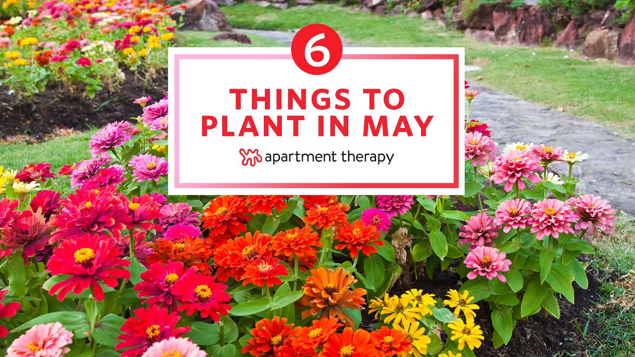 image Six things to plant in May for a colourful summer garden