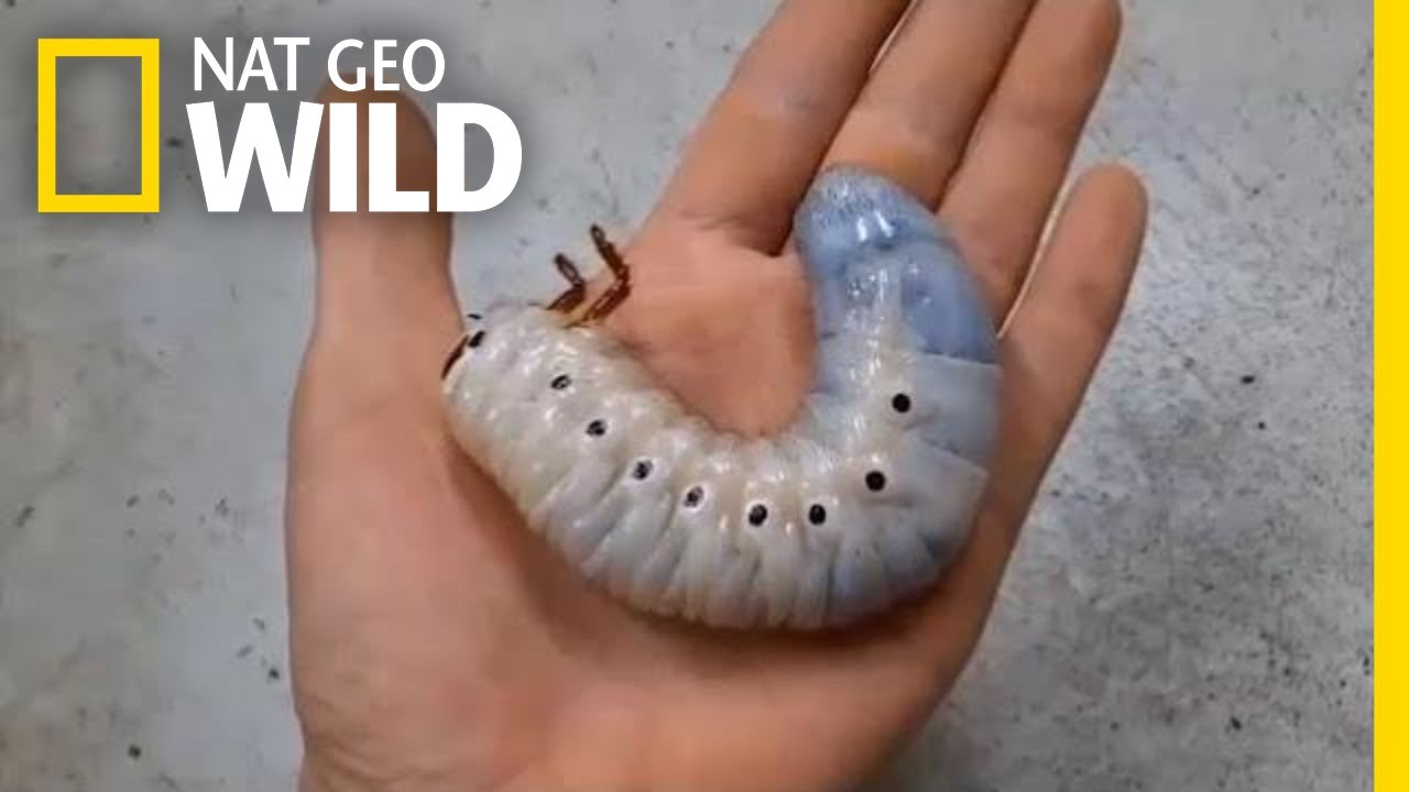 image The epic metamorphosis of the Hercules beetle