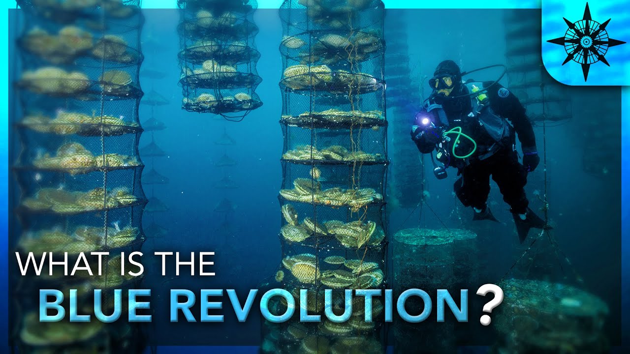 image Could aquaculture be a viable solution to feeding the world?