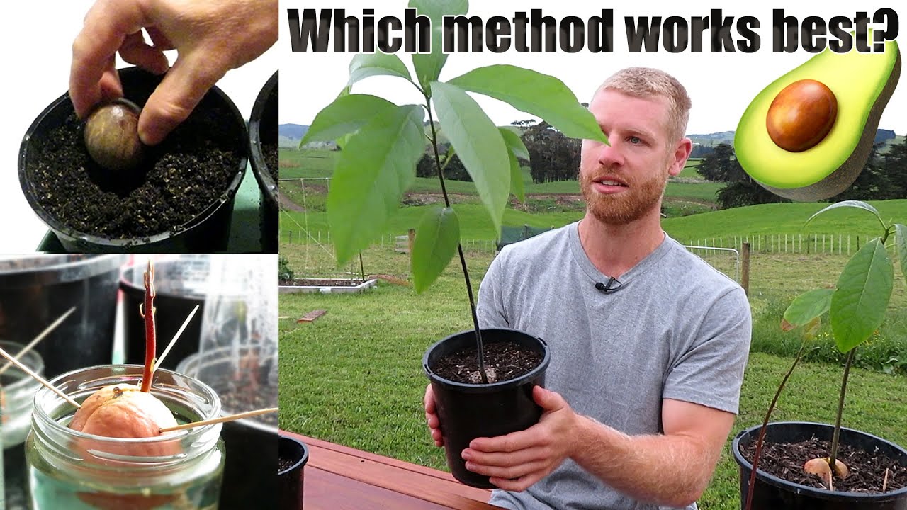 image The best way of growing avocados from seed