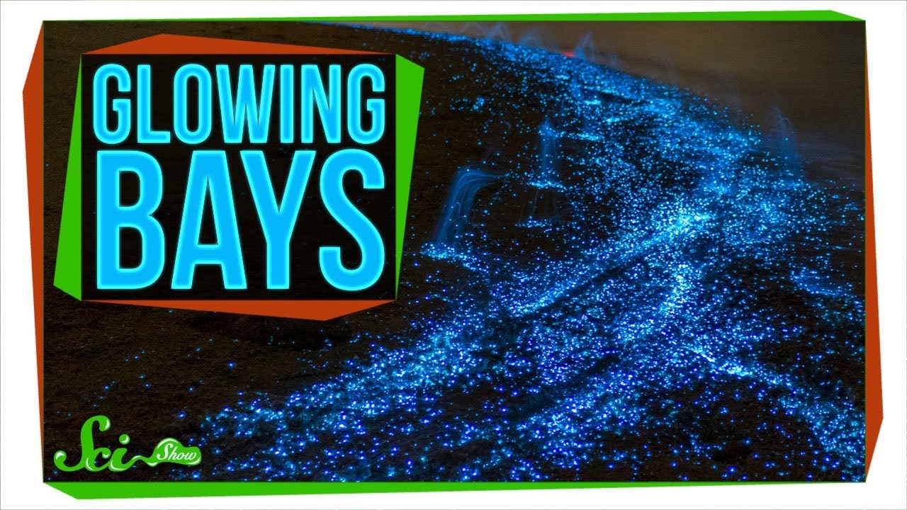 image The science behind bioluminescent bays