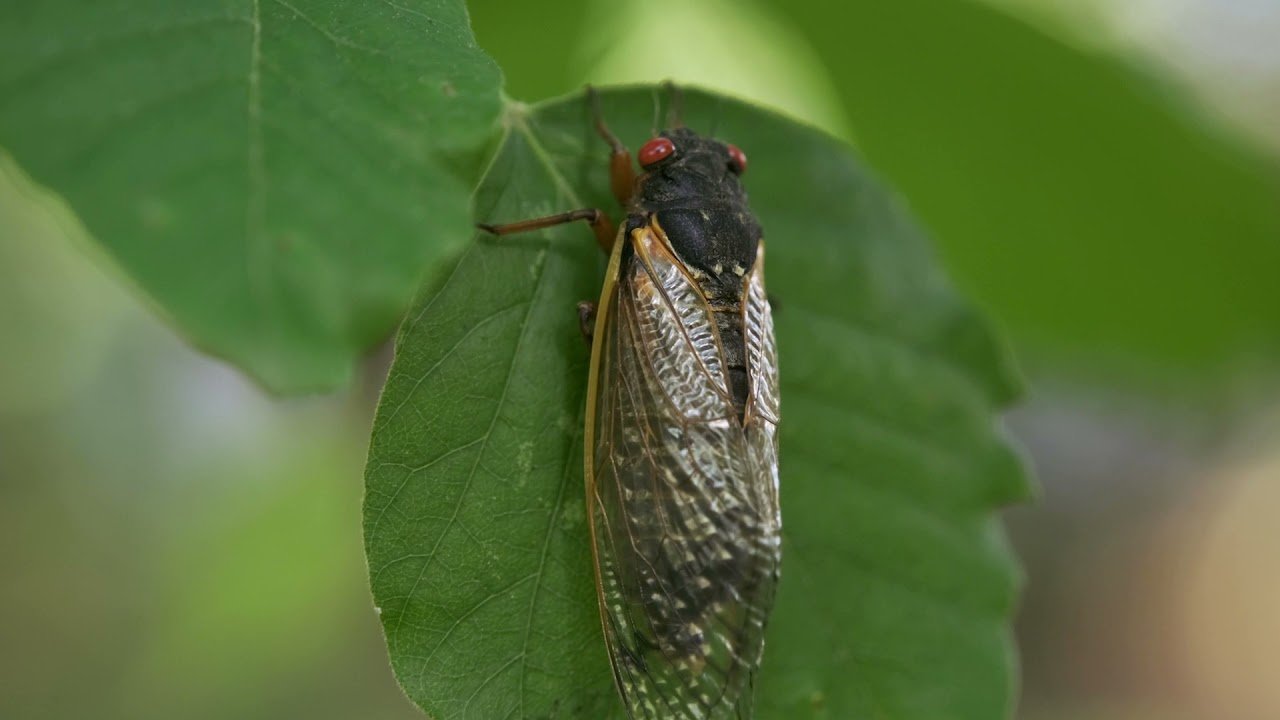 image Billions of cicadas emerging after 17 years underground