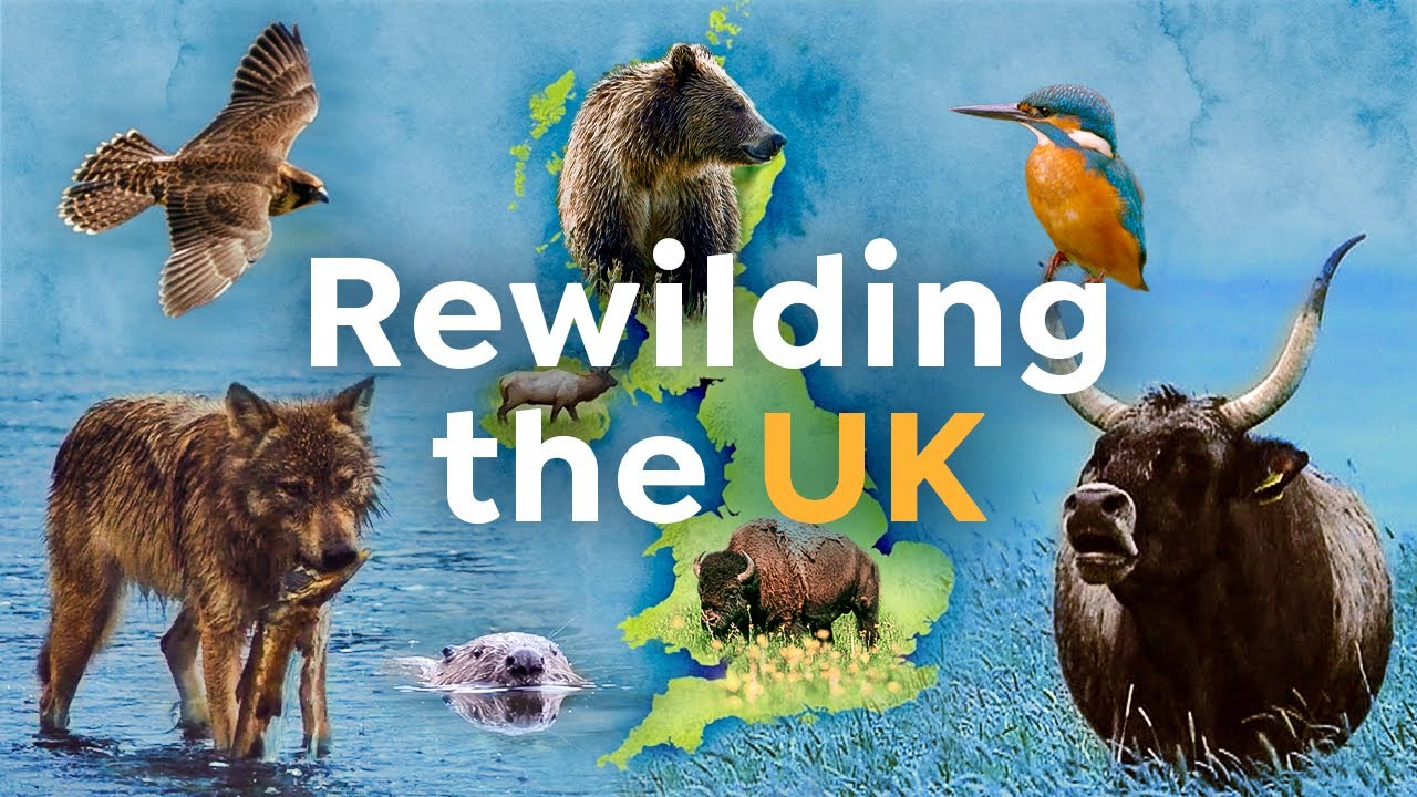 image Rewilding focus: restoring the UK&#8217;s natural fauna and flora