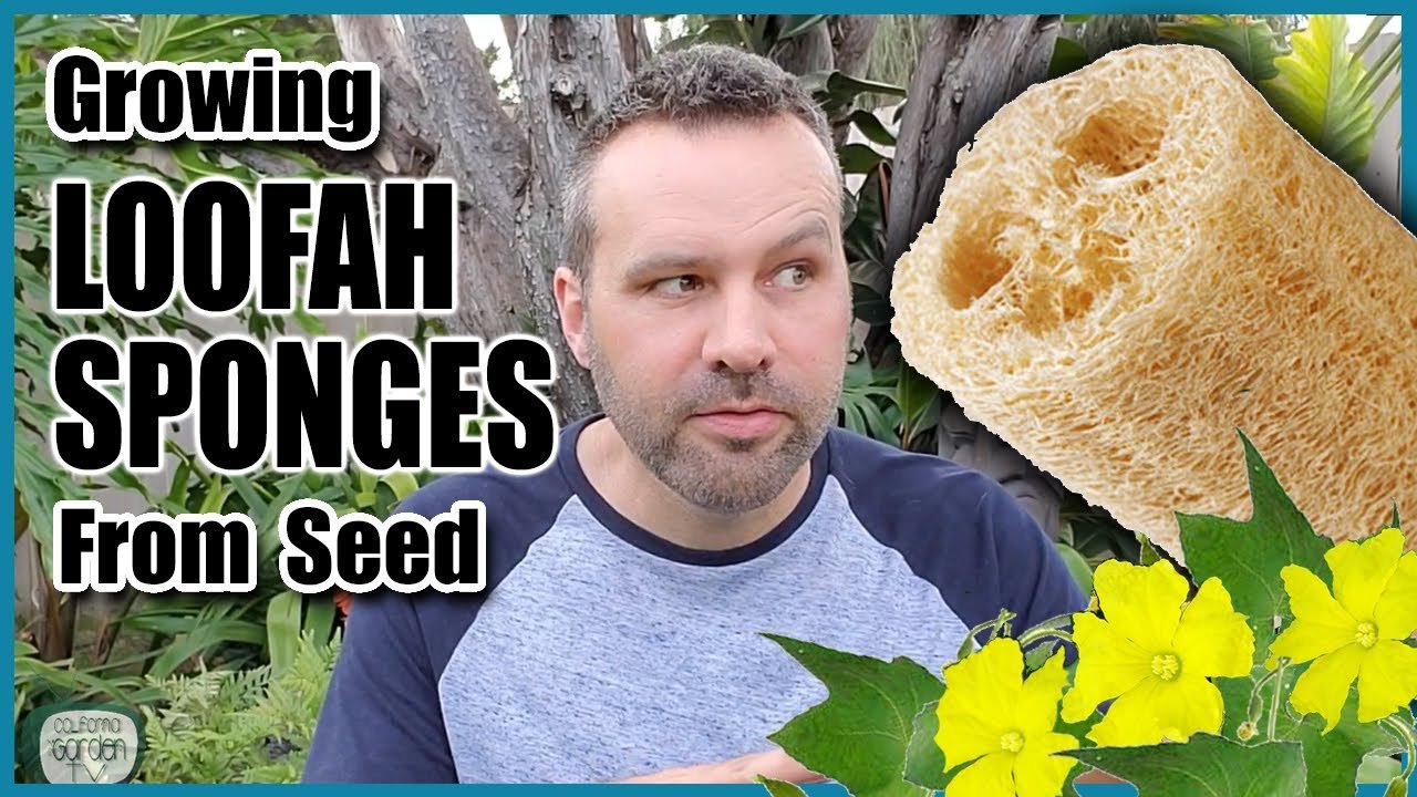 image All about loofahs: tips on growing your own sponges