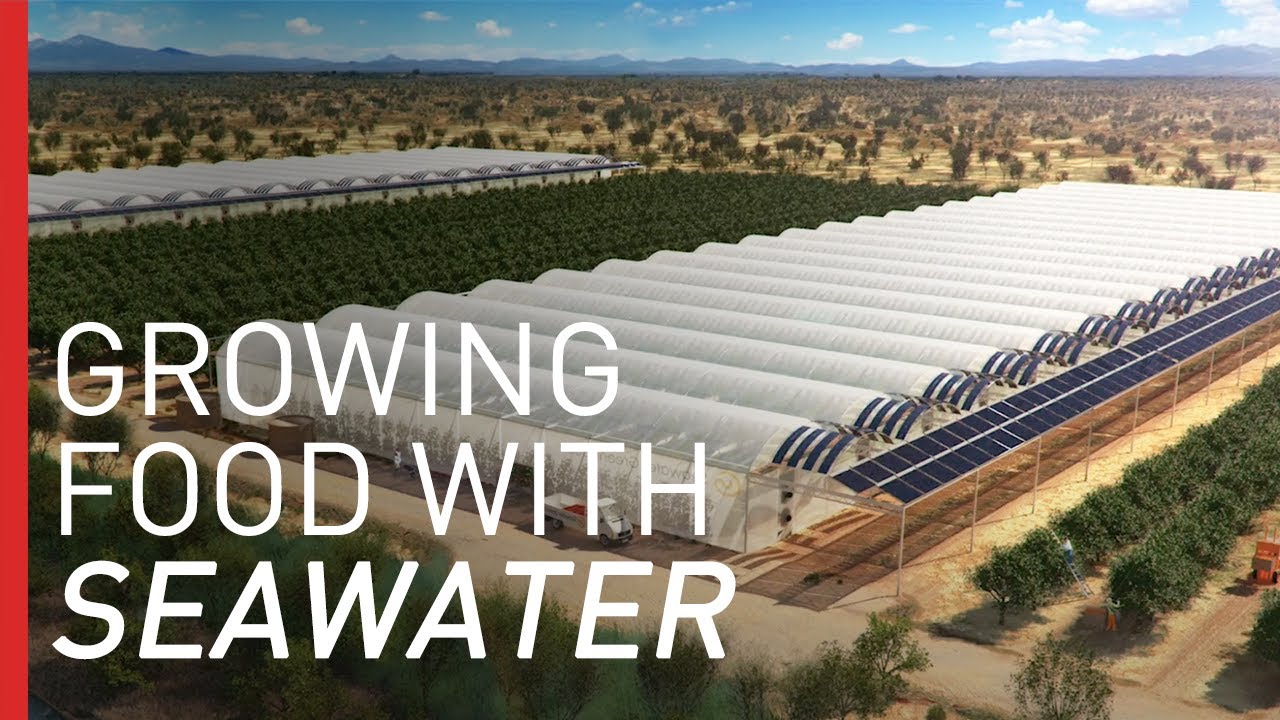 image Growing crops in the desert&#8230; with seawater