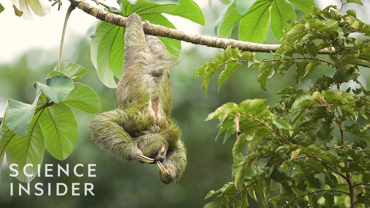 image Sloths: the extreme life of the slowest mammal on earth