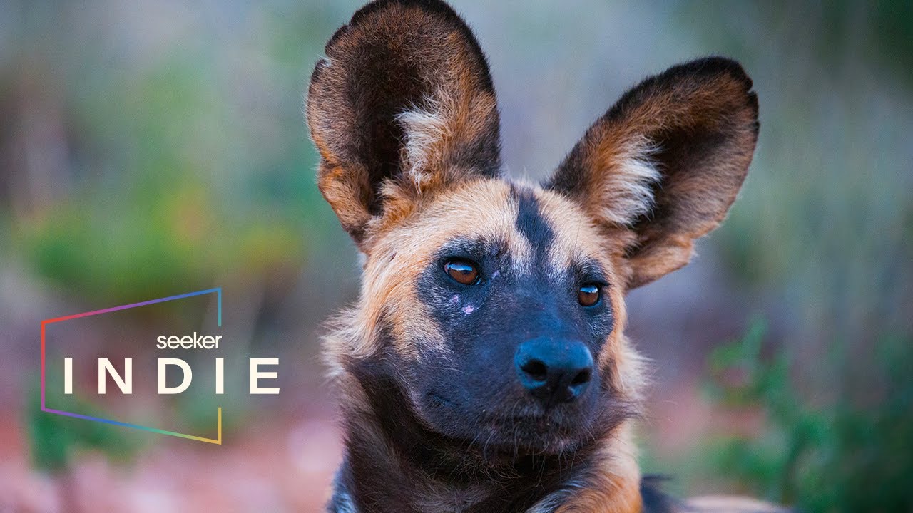 image How conservationists are saving South Africa’s painted dogs