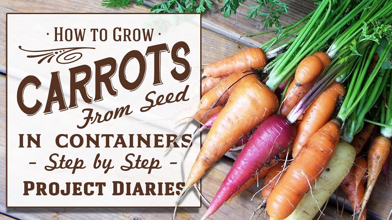 image How to grow carrots from seed in containers