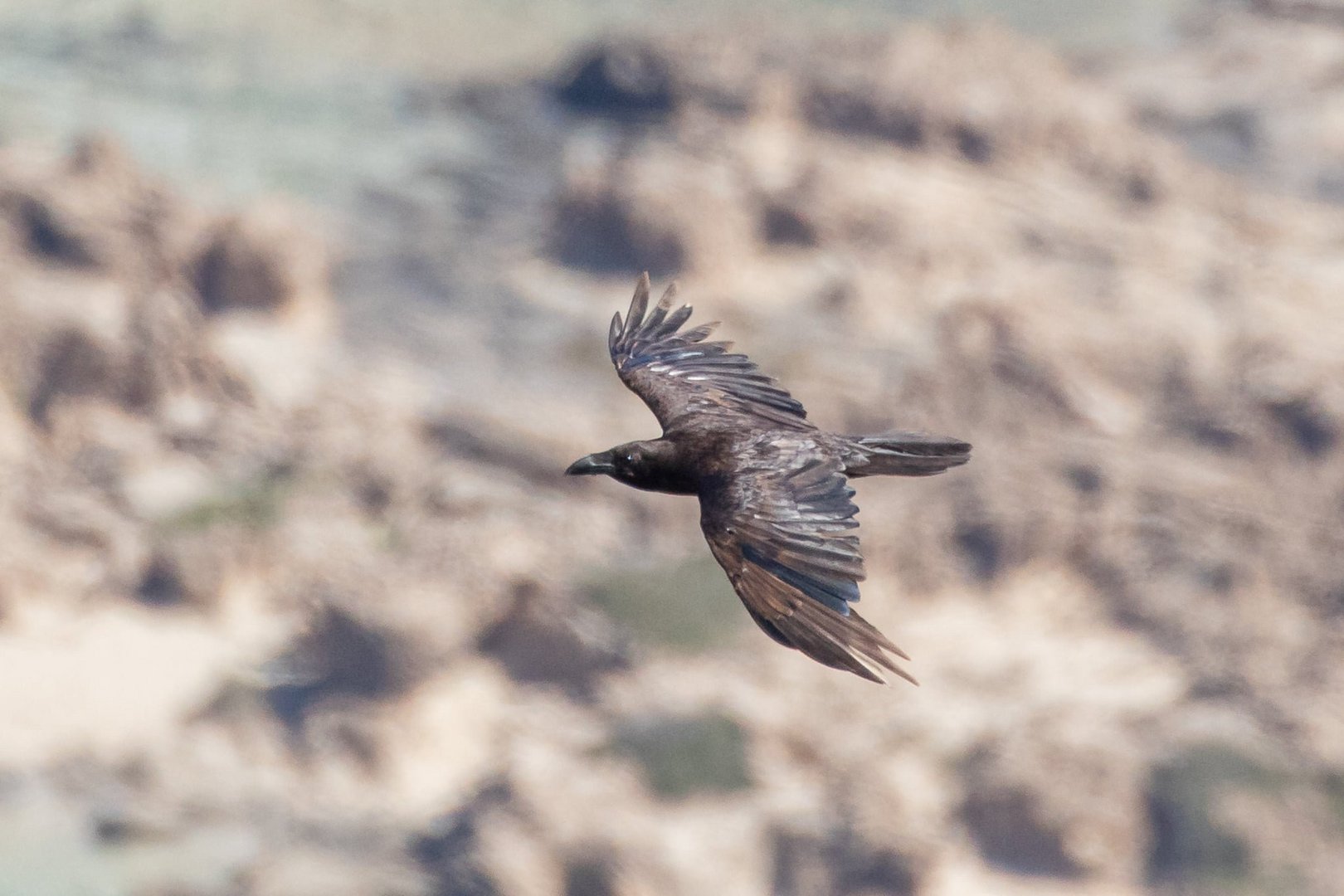 image ‘Rare’ nesting of ravens sighted after 16 years