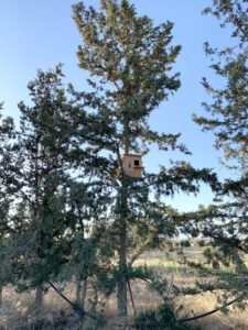 11 6 20 barnowl nest checks paliometoxo 012