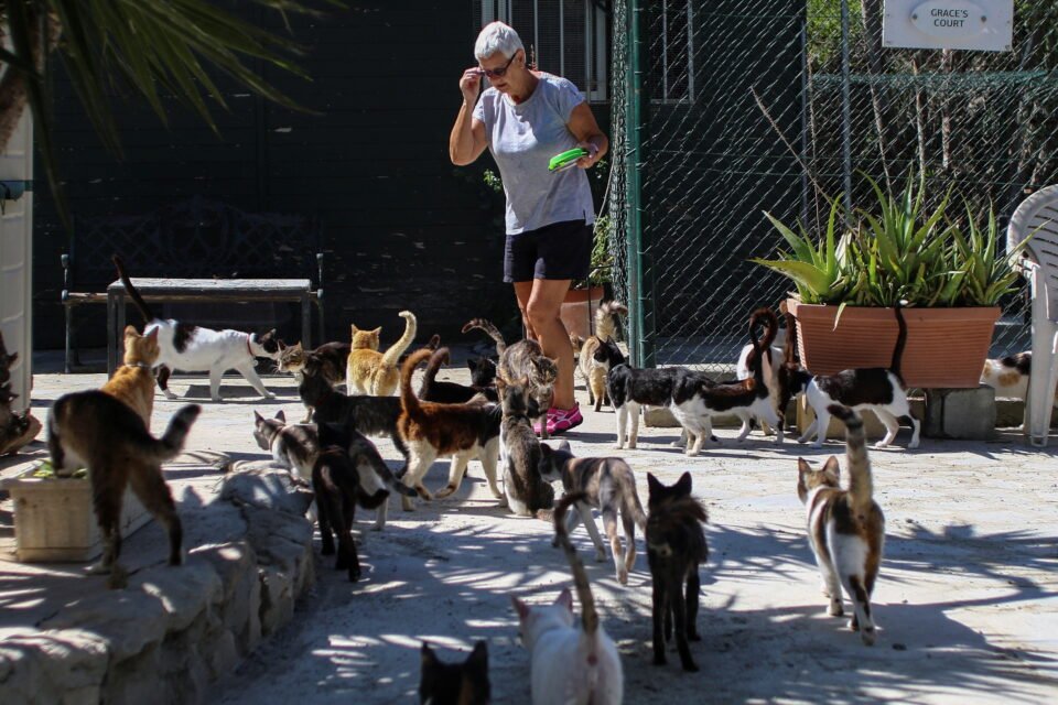 A volunteer feeds stray cats in Malcolm's Cat Sanctuary in Asomatos village in the outskirts of LimassolREUTERS/Yiannis Kourtoglou