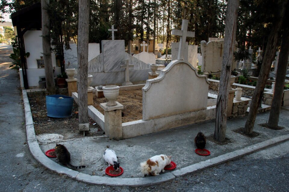 Stray cats eat inside a cemetery in Nicosia REUTERS/Yiannis Kourtoglou