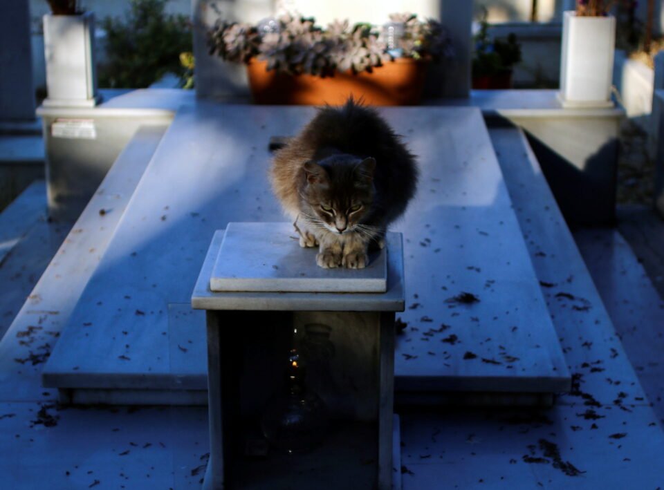 A stray cat rests on a grave in a cemetery in Nicosia REUTERS/Yiannis Kourtoglou