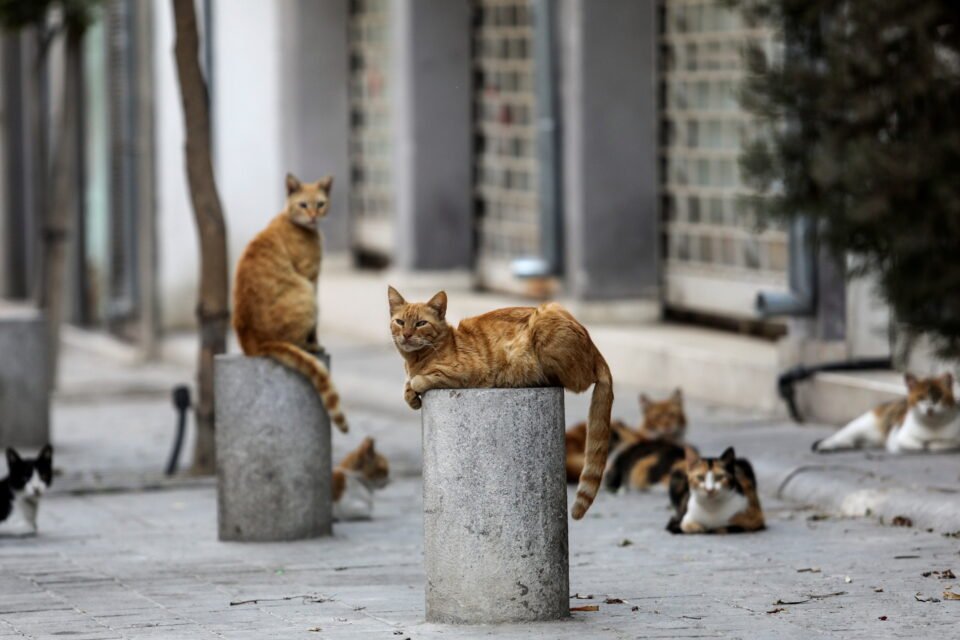 Stray cats rest on a street in the old city of Nicosia REUTERS/Yiannis Kourtoglou