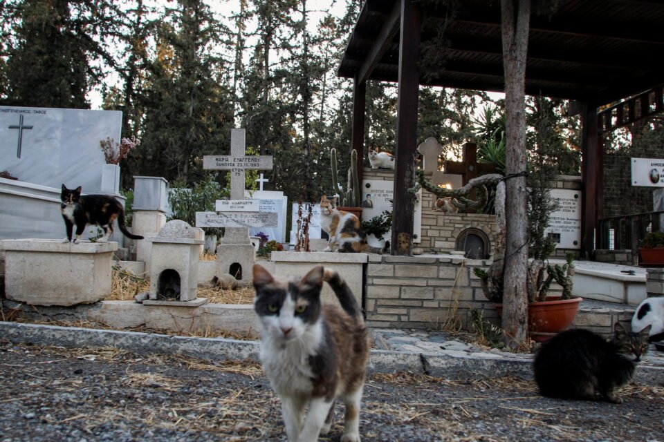 Stray cats are seen inside a cemetery in Nicosia REUTERS/Yiannis Kourtoglou