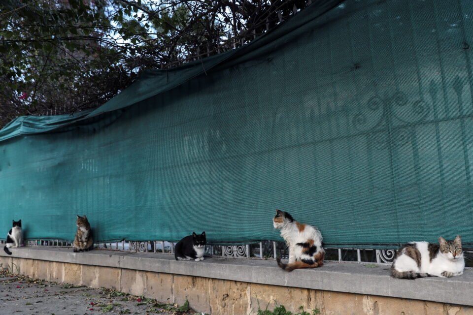 Stray cats sit on a street in the old city of Nicosia REUTERS/Yiannis Kourtoglou