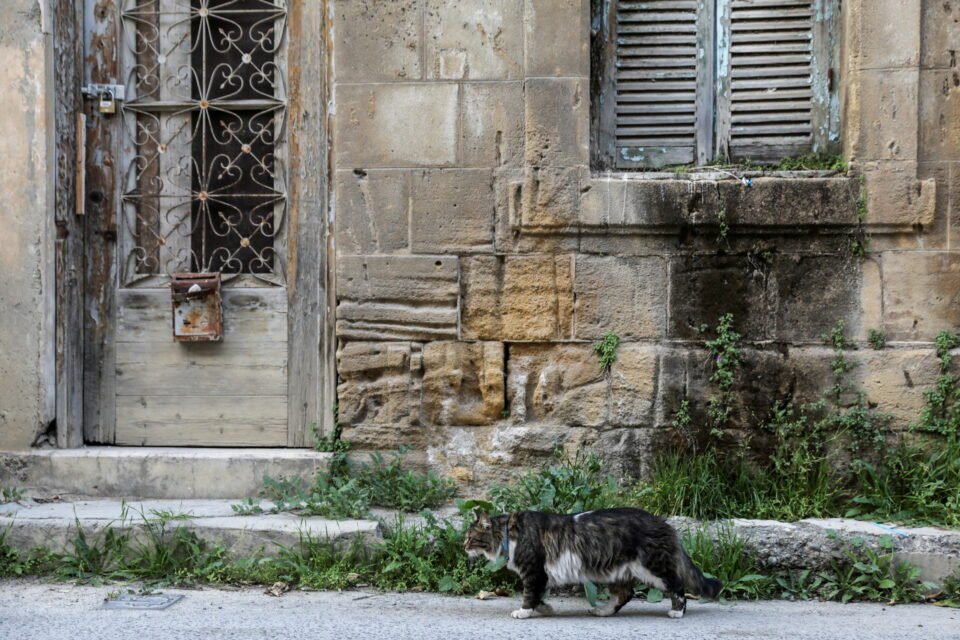 A cat makes its way past an abandoned house in the old city of Nicosia REUTERS/Yiannis Kourtoglou