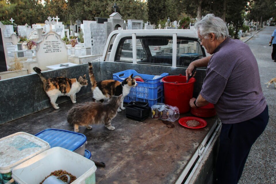 Volunteer and chairman of the Cats Paws society Dinos Ayiomamitis prepares food for stray cats in a cemetery in Nicosia, Cyprus, REUTERS/Yiannis Kourtoglou