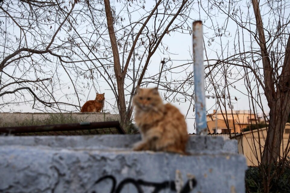 Cats sit on a wall in the old city of Nicosia,  REUTERS/Yiannis Kourtoglou