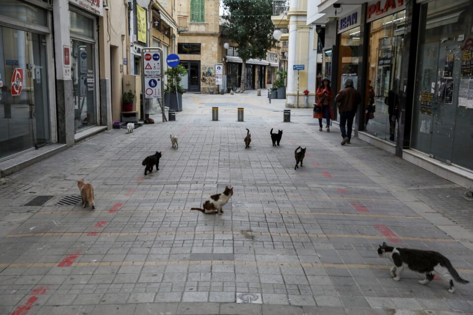 stray cats are seen on a pedestrian street in the old city of nicosia