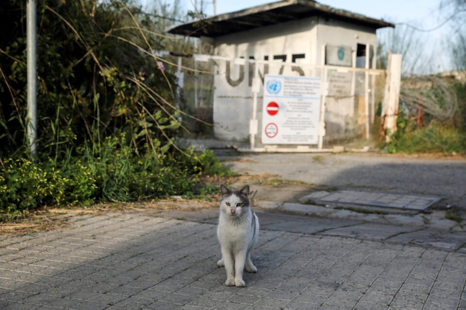 A stray cat sits next to a guard post in the UN-controlled buffer zone in Nicosia REUTERS/Yiannis Kourtoglou