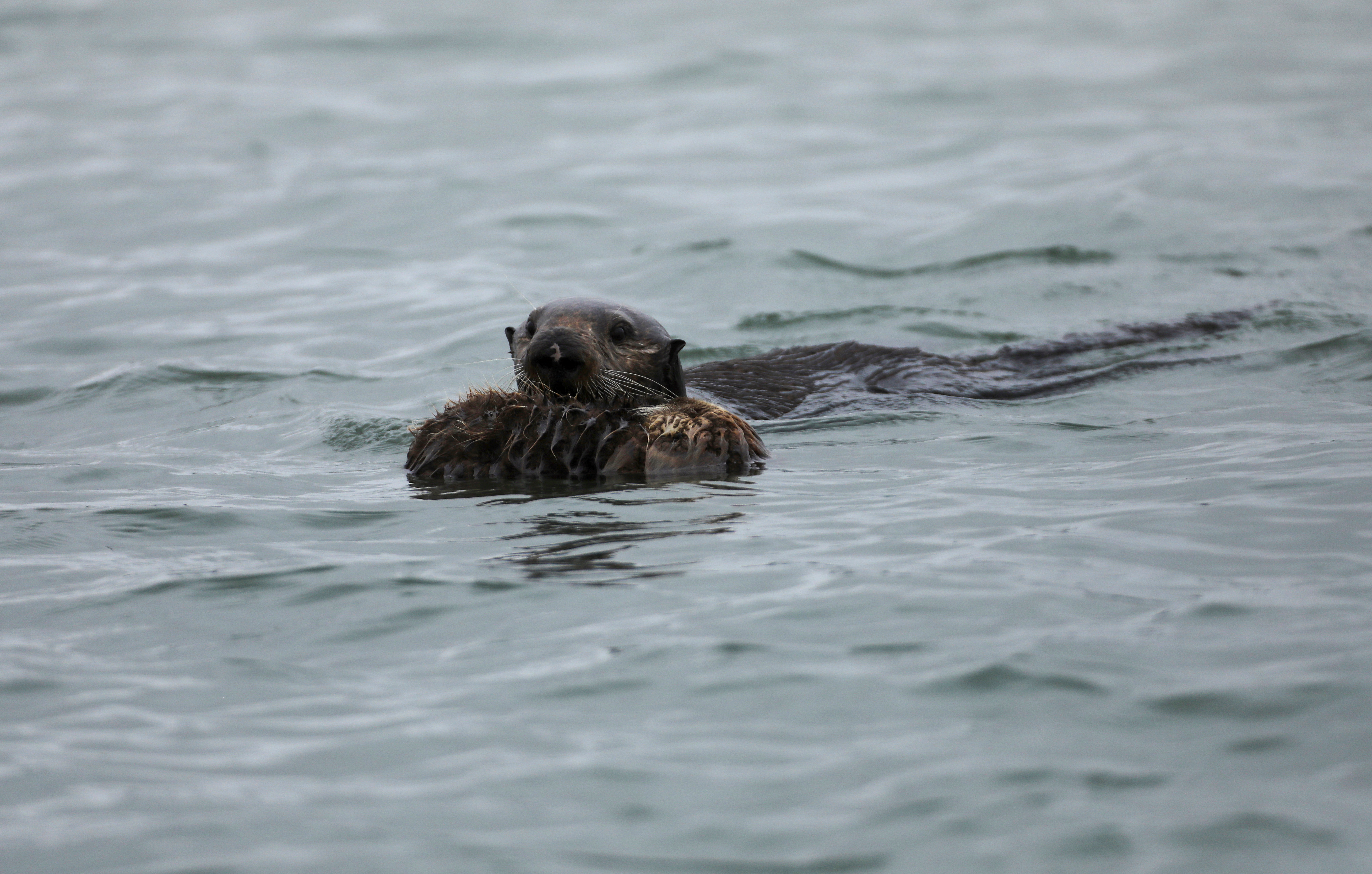image Off California, sea otters feast and play a part in climate change battle