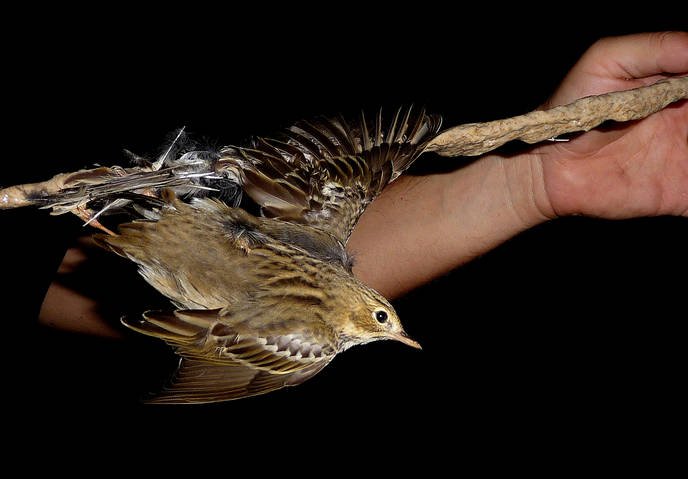image Political parties lied over bird-trapping policies