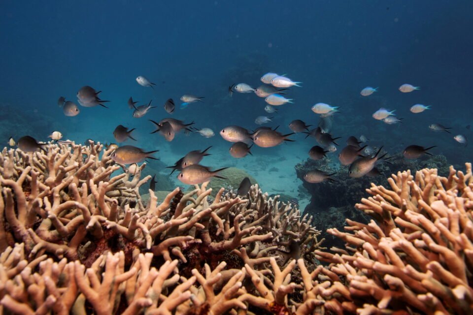 file photo: a school of fish swim above a staghorn coral colony as it grows on the great barrier reef off the coast of cairns, australia