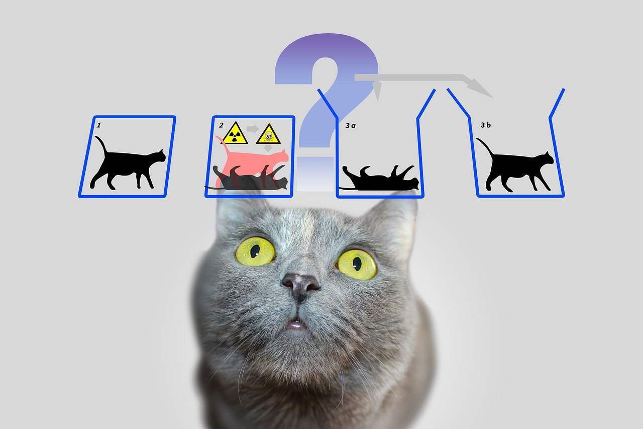 image Schrödinger’s Cat 