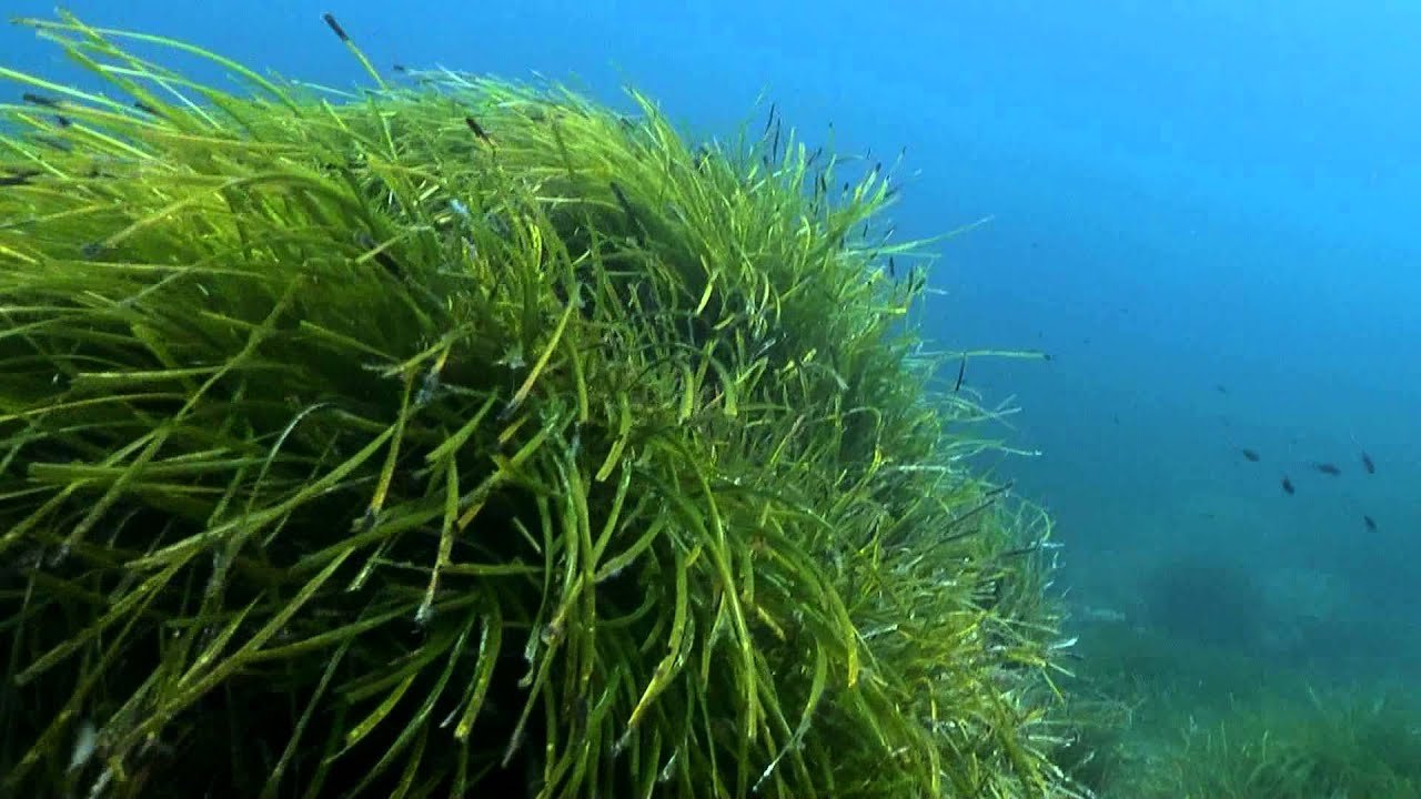 image The virtues of sea grass