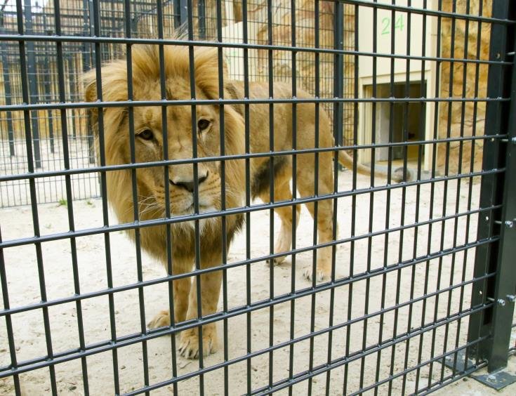 image Lioness dies from COVID-19 in Indian zoo