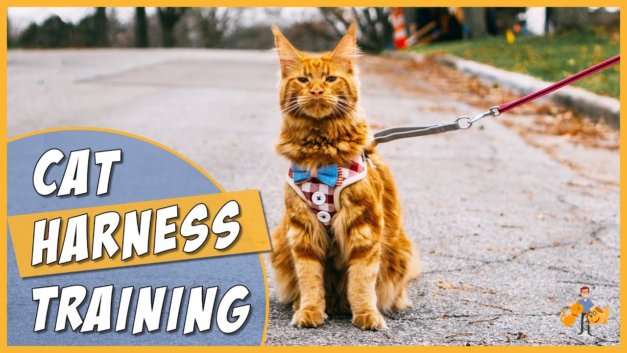 Harness training a cat sale