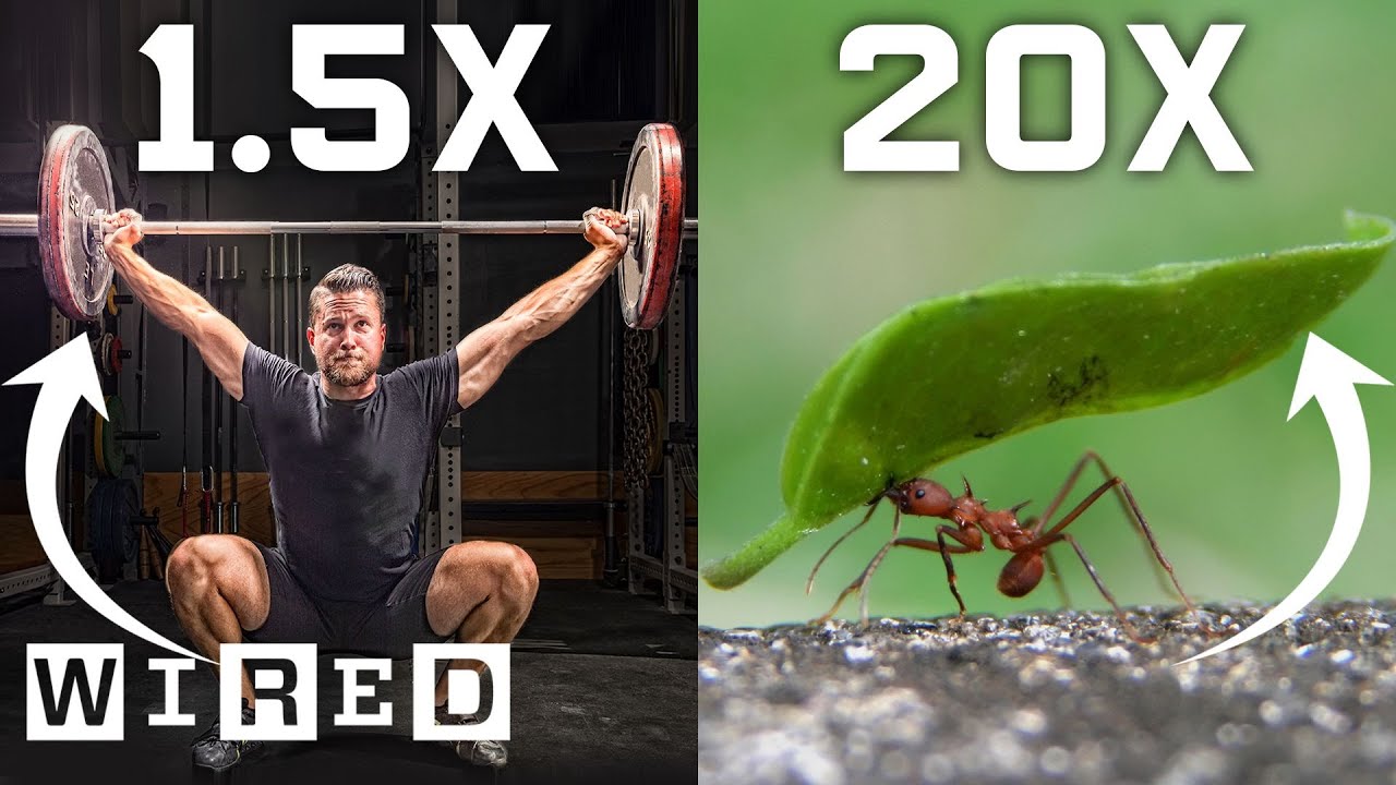 image Why human beings can’t lift as much weight as ants