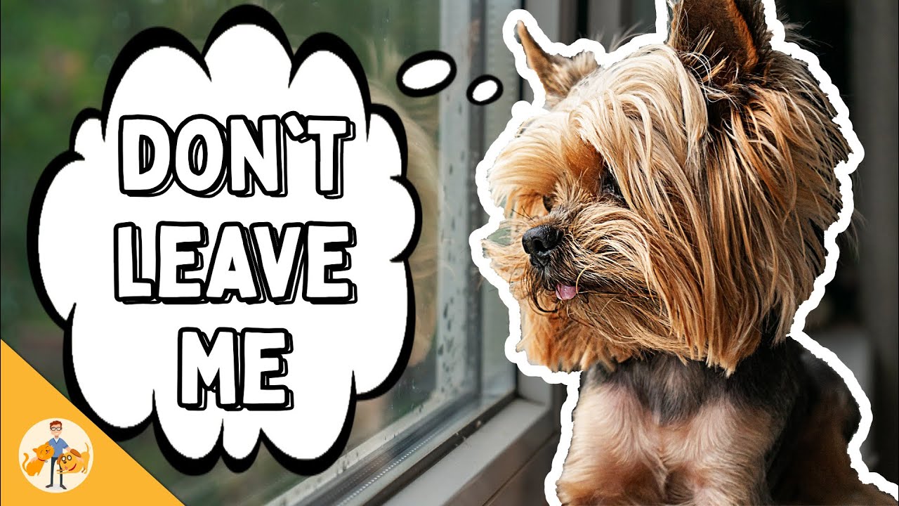 Yorkshire terrier deals separation anxiety