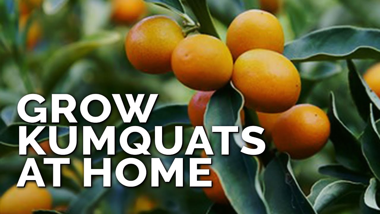 image Tips to grow kumquat trees in containers