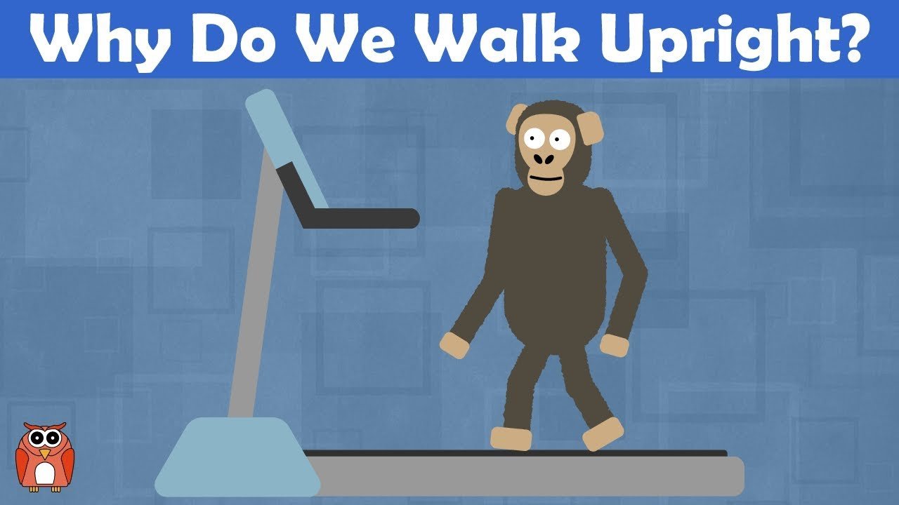 image Why do we walk upright? The evolution of bipedalism
