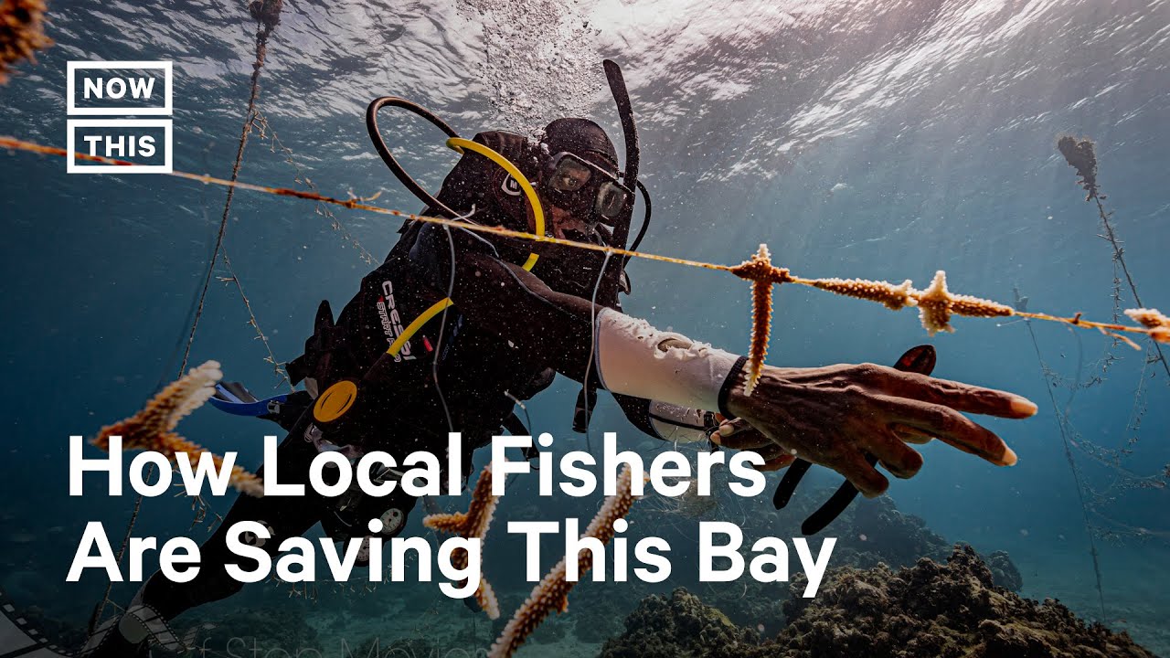 image How local fishers are helping to revive a Jamaican bay
