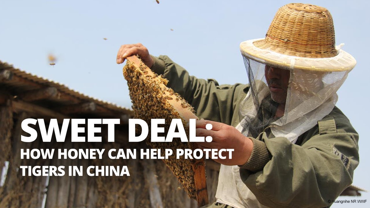 image How honey can help protect tigers in northeast China