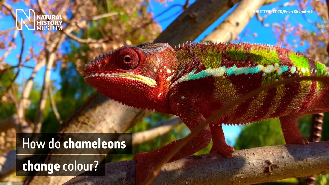 image Hue knew? The other reason chameleons change colour