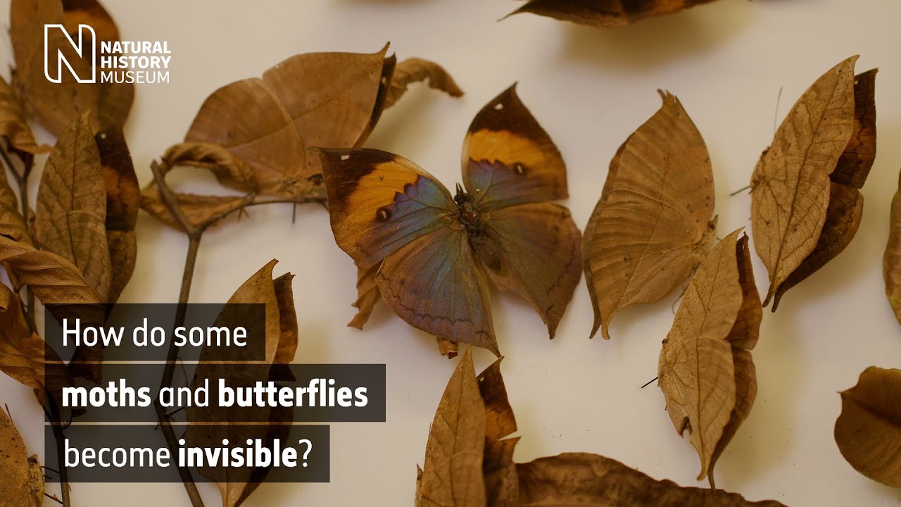 image Vanishing acts: how moths and butterflies &#8216;disappear&#8217;