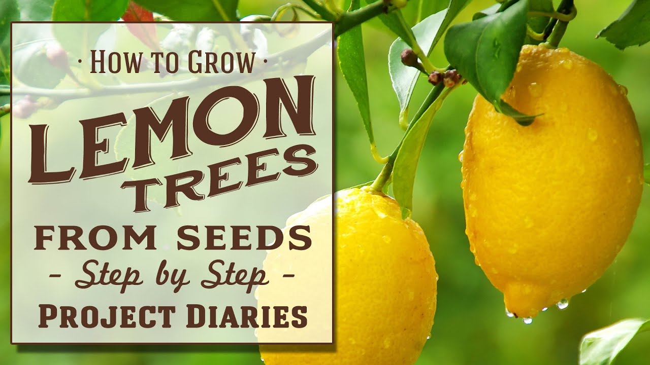 image How to grow lemon trees from seeds