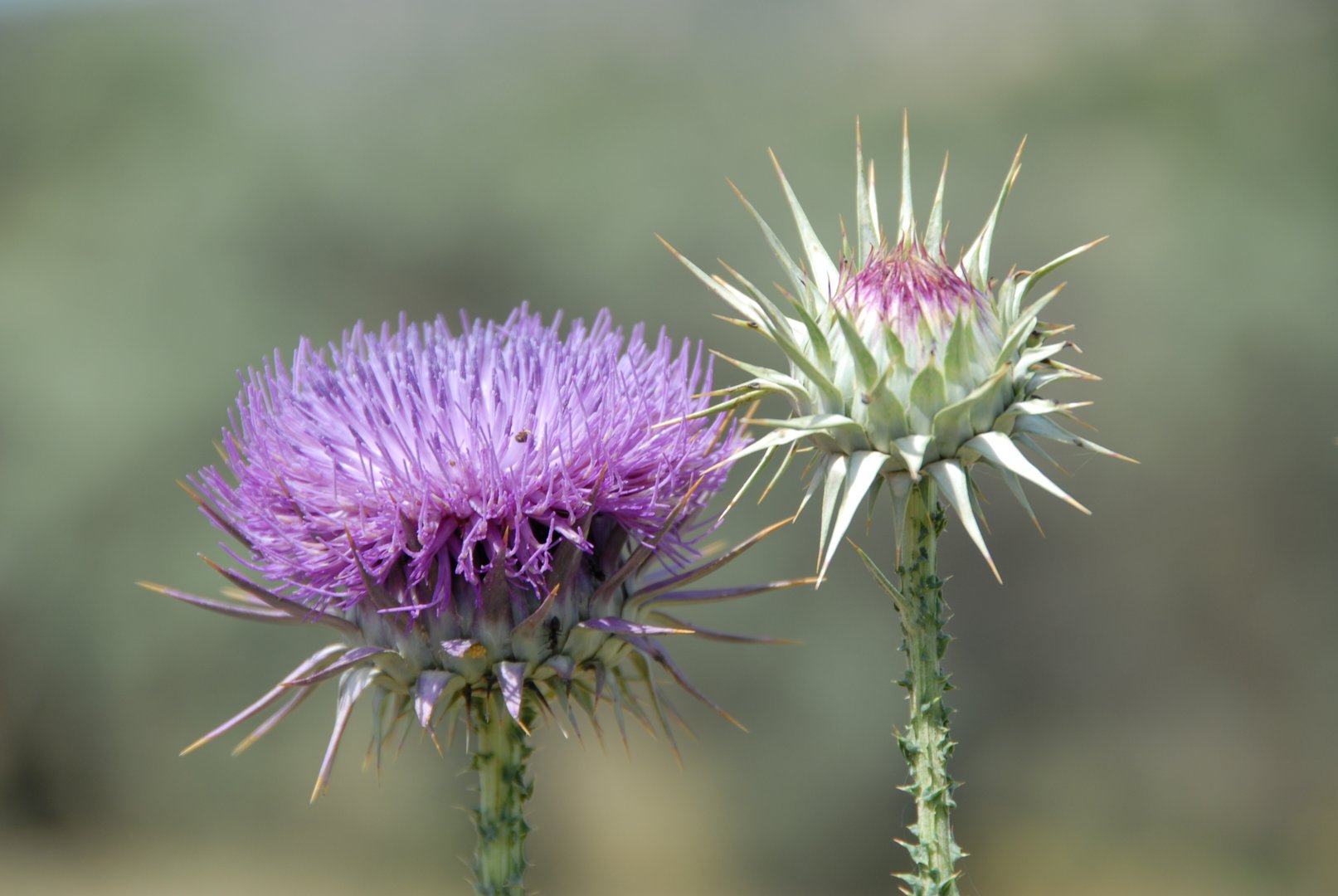 image Pride of place for humble thistle on world environment day