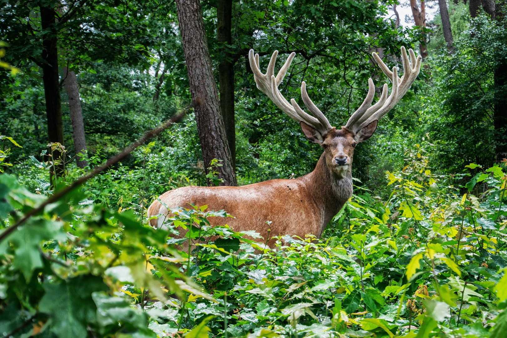 Oh deer, nude sunbathers who fled animal fined for lockdown breach | Cyprus  Mail