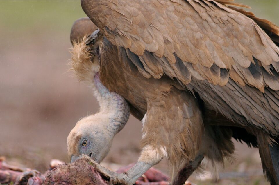 vulture 1