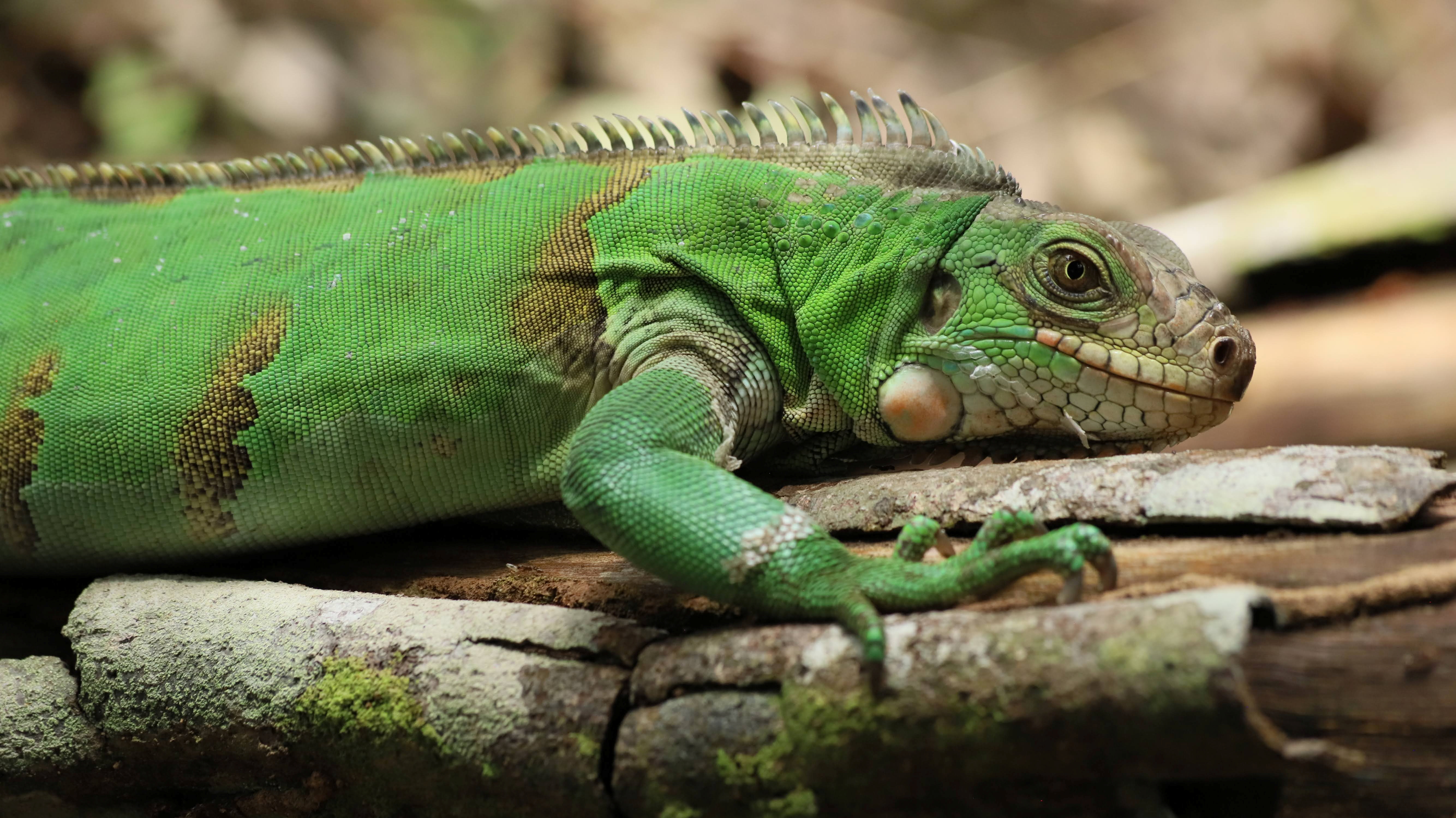 image Back to Nature: Colombian officials free nearly 2,000 rescued animals