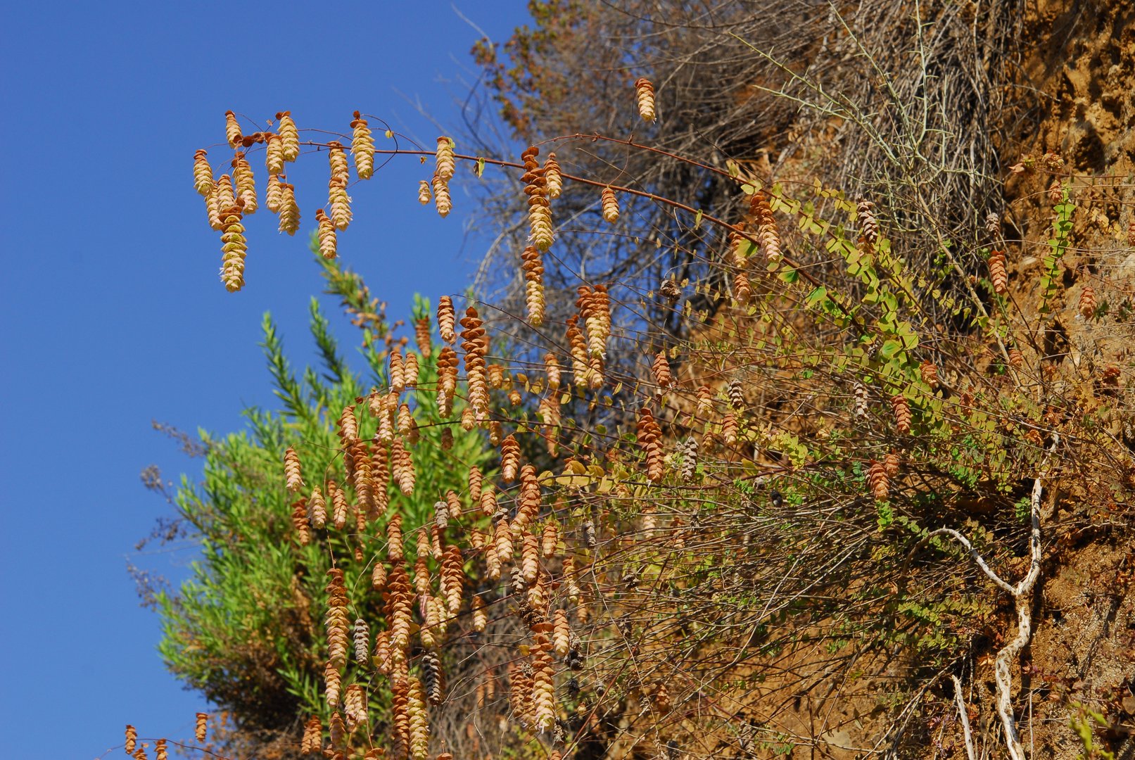 image Origanum cordifolium, Cyprus’ jewel of the mountains