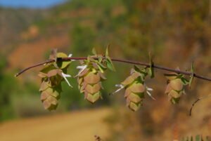 origanum cordifolium csc 3121