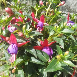 plant of the month fuchsia